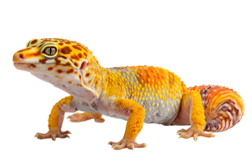 Vibrant Leopard Gecko Reptile, Lizard, Pet, Scales, Yellow, Orange, Brown, Black Background, Closeup
