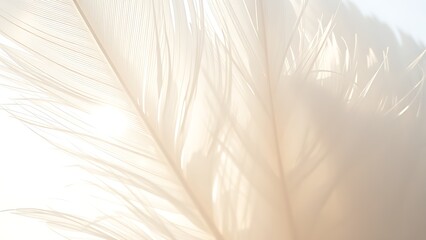 Delicate white feathers illuminated by sunlight, creating a serene and ethereal composition.