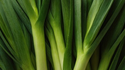 Fototapeta premium A vibrant field of fresh leeks, displaying their lush green stalks