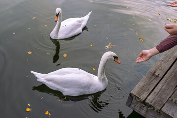Obraz premium Two graceful swans glide on calm lake, drawn near by outstretched hands offering food from wooden dock. Autumn leaves float on water, creating serene scene.
