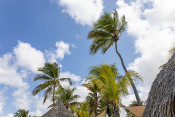 Palm trees at Mambo Beach, Curaçao.