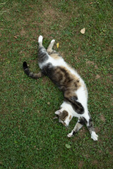 katze tier natur wiese