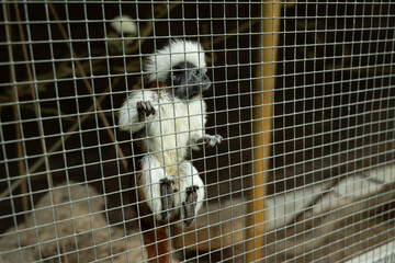 affe tier käfig tierrettung