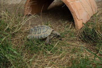 schildkröte natur 