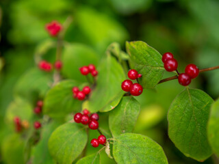 The fruits of the red honeysuckle (Lonicera xylosteum) as a background image. The blurring of the fruit is intentional.