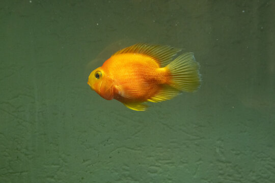 fisch goldfisch aquarium wasser