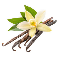 A delicate vanilla orchid flower rests atop dried vanilla beans and green leaves isolated on transparent background