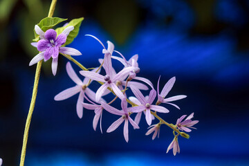 Close-up of a purple sandpaper vine flower, Petrea volubilis, blooming on a green stem, with delicate petals and soft light against a dark blue background.