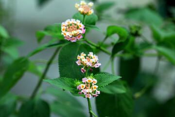 Close-up of pink, yellow and white Lantana camara flowers in full bloom with green serrated leaves and blurred nature background.