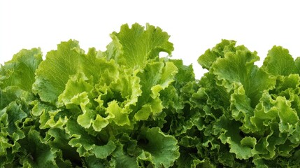 Fresh green curly leaf lettuce isolated on white background, close up