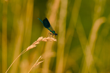 male banded demoiselle perching on a plant close-up