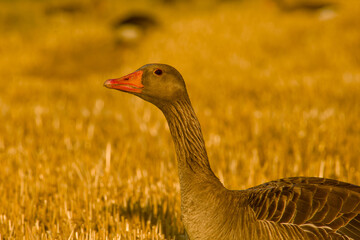 greylag goose in golden stubble field close-up
