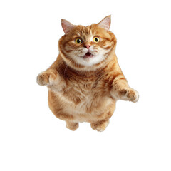 Obraz premium A fat orange cat is jumping in the air and making a surprised face
