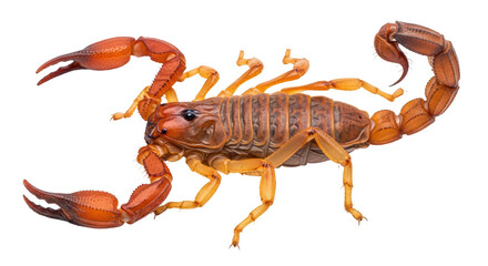 Isolated Scorpion