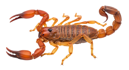 Isolated Scorpion