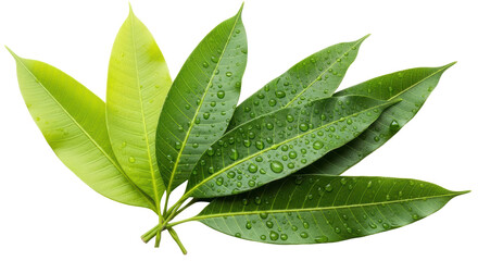 Isolated Mango Leaves