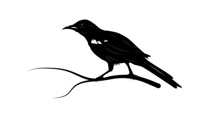 Epaulet Oriole bird, black isolated silhouette
