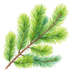 Detailed watercolor illustration of a lush green pine branch with delicate needles isolated on transparent background