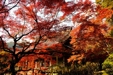 日本、京都、紅葉、寺院、三千院、鳥居、木造建築、古代建築、日本文化、歷史名勝、古都京都の文化財、木、綠色、青空、秋、絶景、写真素材