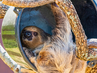 Sloth Peeking from Shelter Tube