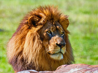 African Lion Close-Up Portrait