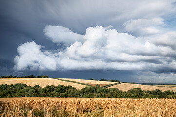 A stormy sky over a golden wheat field. Summer scenery with farm fields under dramatic rainy...