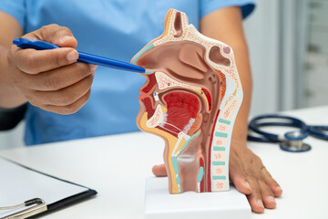 Asian doctor with nasal oral throat cavity neck human anatomy model for study diagnosis and...