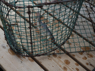 Fish in the fish trap