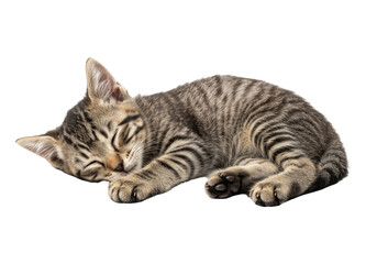 Cute tabby kitten sleeping peacefully curled up on its paws with eyes closed isolated on transparent background