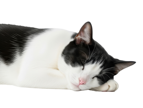 Close up of a black and white domestic cat resting its head on its paws isolated on transparent background