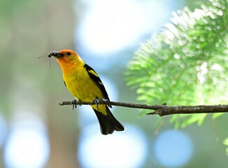 a colorful male western tanager with an insect he caught in his beak,  perched on a fir branch in summer  in a forest of douglas firs near vallecito reservoir, near durango in southern colorado 