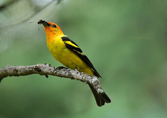 a colorful male western tanager with an insect he caught in his beak,  perched on a fir branch in summer  in a forest of douglas firs near vallecito reservoir, near durango in southern colorado 