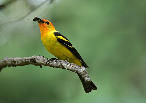 a colorful male western tanager with an insect he caught in his beak,  perched on a fir branch in summer  in a forest of douglas firs near vallecito reservoir, near durango in southern colorado 