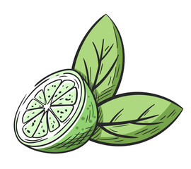 Lime half with leaves hand drawn isolated on white background. Sketch of lemon in section. Vintage colorful design. Vector illustration