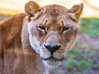 Lioness Portrait in Natural Light