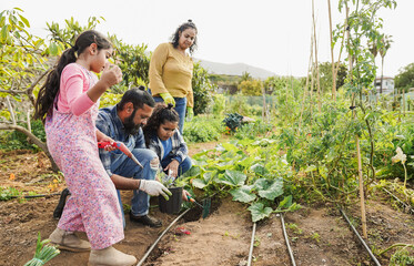 Indian family picking up organic vegetables from house garden outdoor - Vegetarian, healthy food and children education concept - Main focus on father face