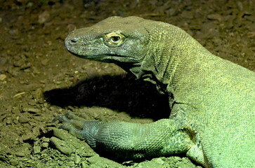 A komodoro dragon