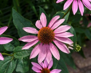 a close up of a coneflower in the back garden