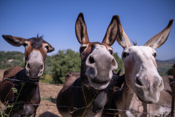 A herd of curious, friendly donkeys behind a fence