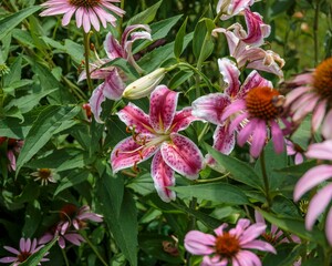 a cluster of Stargazer lilies in the back garden surrounded by pink coneflowers