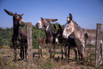 A herd of curious, friendly donkeys behind a fence