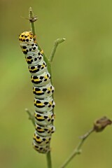 Raupe des Braunwurz-Mönchs (Shargacucullia scrophulariae) mit Wanze an Knotiger Braunwurz (Scrophularia nodosa)