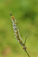 Raupe des Braunwurz-Mönchs (Shargacucullia scrophulariae) von unten mit Wanze an Knotiger Braunwurz (Scrophularia nodosa)