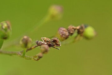 Springschwanz aus der Familie Entomobryidae an Knotiger Braunwurz  (Scrophularia nodosa)