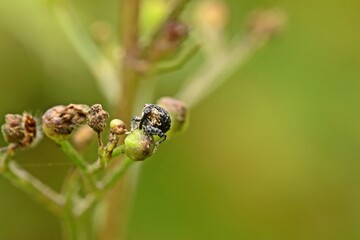 Weißschildiger Braunwurzschaber (Cionus scrophulariae) an Knotiger Braunwurz (Scrophularia nodosa)