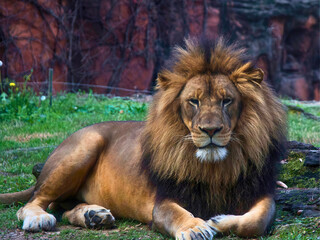 Male African Lion Reclining on Grass