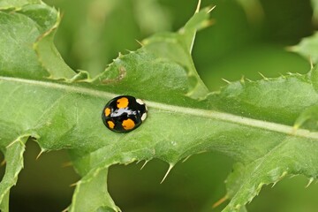 Asiatischer Marienkäfer (Harmonia axyridis)  auf Distel