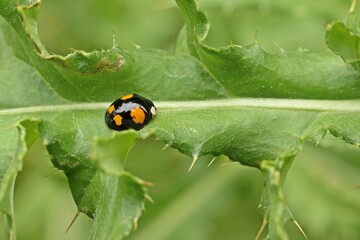 Asiatischer Marienkäfer (Harmonia axyridis)  auf Distel
