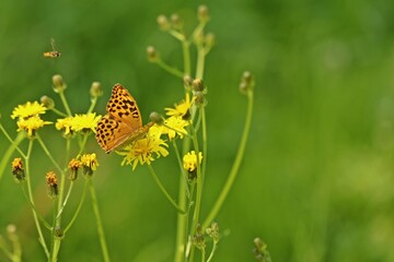 Weiblicher Kaisermantel (Argynnis paphia) auf Habichtskraut
