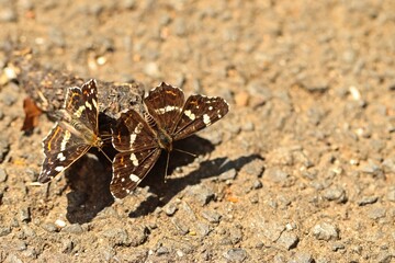 Zwei Landkärtchen (Araschnia levana f. prorsa)
an Kot